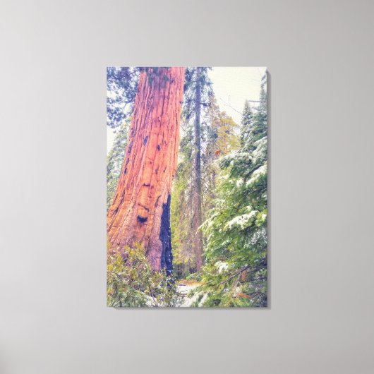 Giant Sequoia Canvas Afdruk (Voorkant)