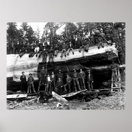 GIANT SEQUOIA LOG PORTRAIT c. 1890 Poster (Voorkant)