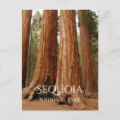 Giant Sequoia, Nationaal Park Sequoia, Californië Briefkaart (Voorkant)