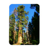 Giant Sequoia National Monument Magneet (Verticaal)
