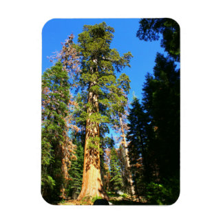 Giant Sequoia National Monument Magneet