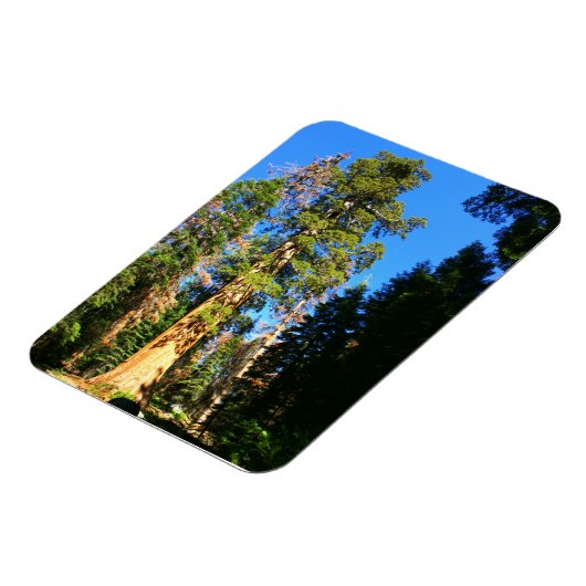 Giant Sequoia National Monument Magneet (Linkerzijde)