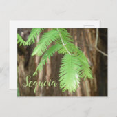 Giant Sequoia Needles, Giant Sequoia Briefkaart (Voorkant / Achterkant)