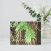 Giant Sequoia Needles, Giant Sequoia Briefkaart (Staand voorkant)