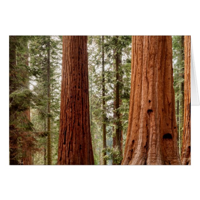 Giant Sequoia Panorama (Voorkant Horizontaal)