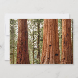 Giant Sequoia Panorama Bedankkaart