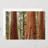 Giant Sequoia Panorama Bedankkaart (Voorkant / Achterkant)