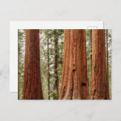 Giant Sequoia Panorama Briefkaart (Voorkant / Achterkant)