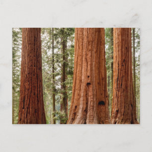Giant Sequoia Panorama Briefkaart