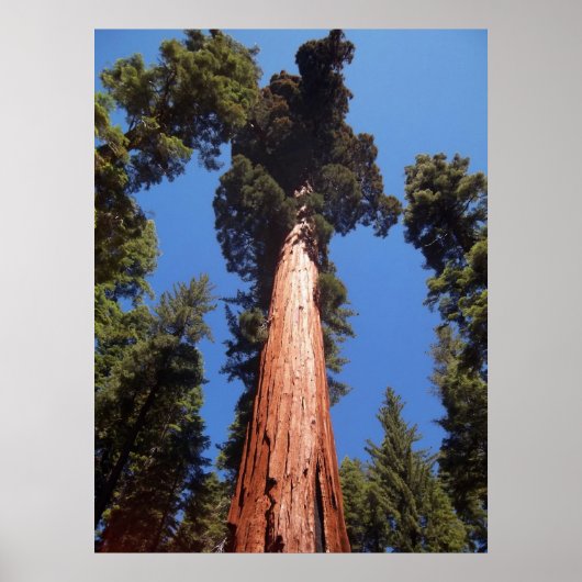 Giant Sequoia Poster (Voorkant)