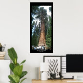 Giant Sequoia Poster (Thuiskantoor)
