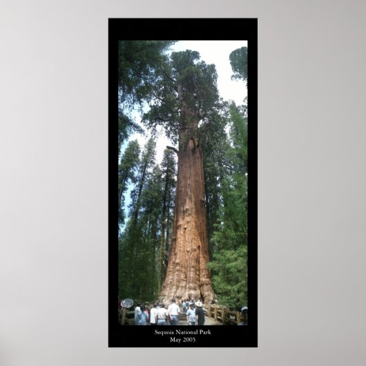 Giant Sequoia Poster (Voorkant)