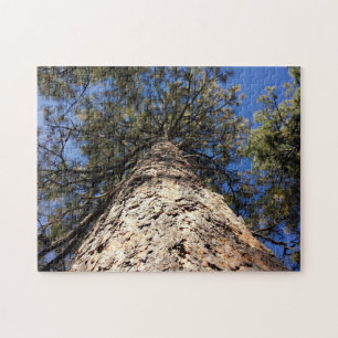Giant Sequoia Reaching naar Blue Sky Gezien van on Legpuzzel
