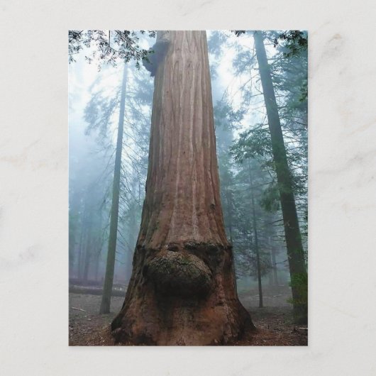 Giant Sequoia Tree in Grant Grove, CA Briefkaart (Voorkant)
