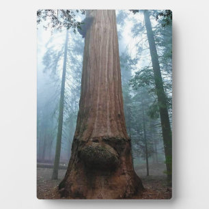 Giant Sequoia Tree in Grant Grove, CA Fotoplaat