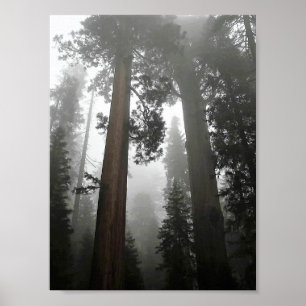 Giant Sequoia Trees in de mist, CA Poster