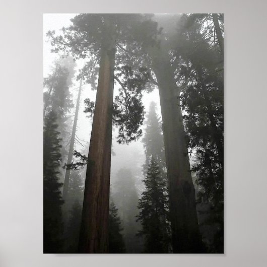 Giant Sequoia Trees in de mist, CA Poster (Voorkant)