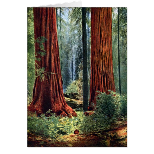 Giant Sequoia Trunks (Voorkant)