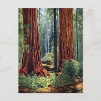 Giant Sequoia Trunks Briefkaart