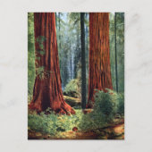 Giant Sequoia Trunks Briefkaart (Voorkant)
