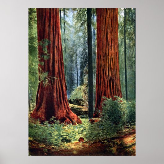 Giant Sequoia Trunks Poster (Voorkant)