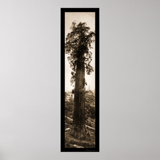 Giant Sequoia Wonder Foto 1915 Poster (Voorkant)