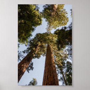 Giant Sequoias in het Nationaal Park Sequoia Poster