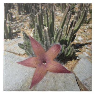 Giant Starfish Cactus Tegeltje