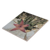 Giant Starfish Cactus Tegeltje (Zijkant)