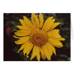 Giant Sunflower Bee Green Pine Tree Wenskaart