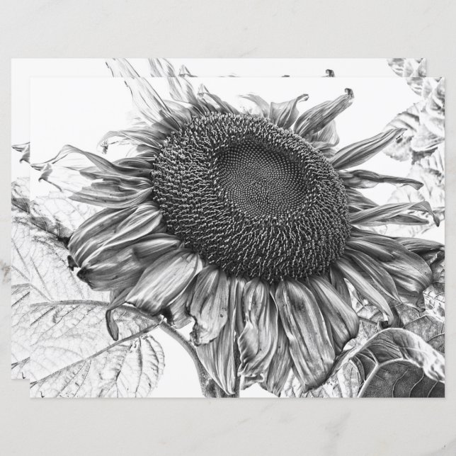 Giant Sunflower  Black and White Art (Voorkant / Achterkant)