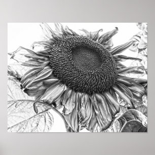 Giant Sunflower Black and White Art Poster