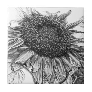 Giant Sunflower  Black and White Art Tegeltje