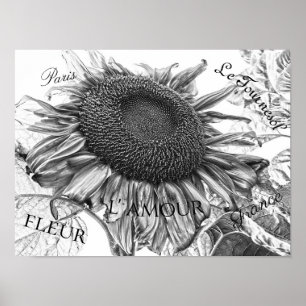 Giant Sunflower  Black and White Script Poster