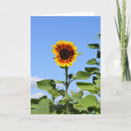 Giant Sunflower - Happy Wenskaart Kaart
