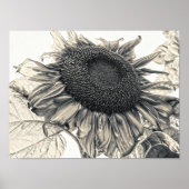 Giant Sunflower Sepia Botanical Art Poster (Voorkant)