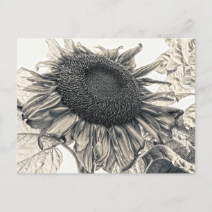 Giant Sunflower Vintage Sepia Decoupage Art Briefkaart