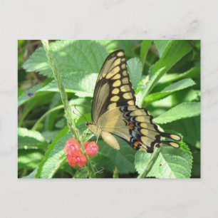 Giant Swallowtail Briefkaart