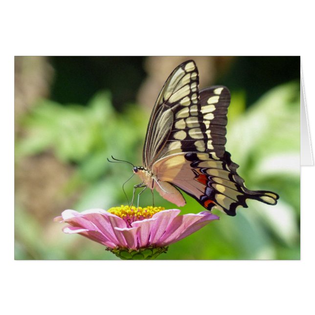Giant Swallowtail Butterfly (Voorkant Horizontaal)