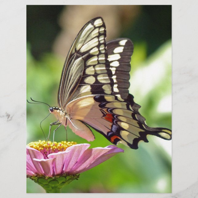 Giant Swallowtail Butterfly (Voorkant)