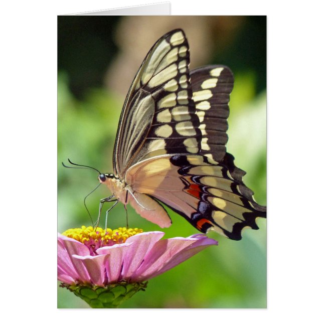 Giant Swallowtail Butterfly (Voorkant)