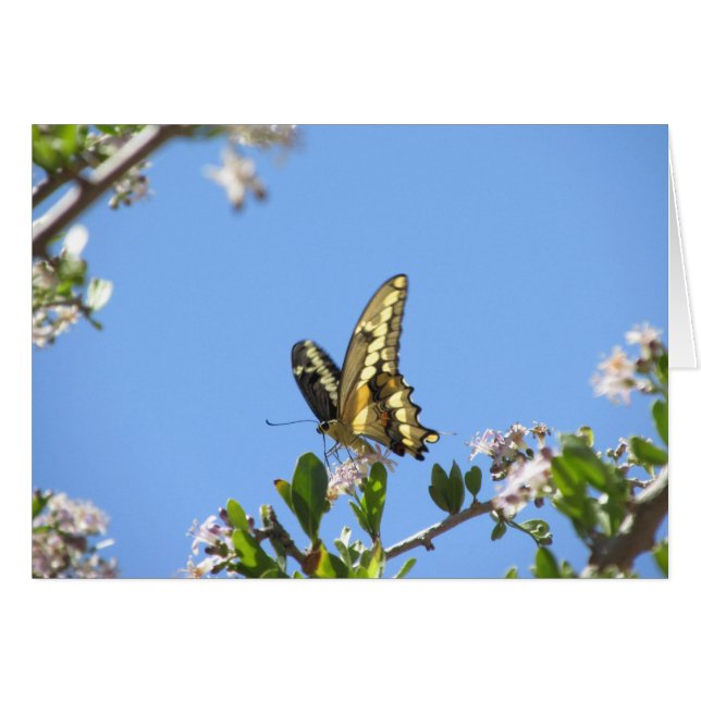 Giant Swallowtail Butterfly (Voorkant Horizontaal)