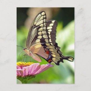 Giant Swallowtail Butterfly Briefkaart