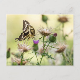 Giant Swallowtail Butterfly Briefkaart