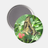 Giant Swallowtail Magnet Magneet (Voorkant / Achterkant)
