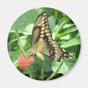 Giant Swallowtail Magnet Magneet