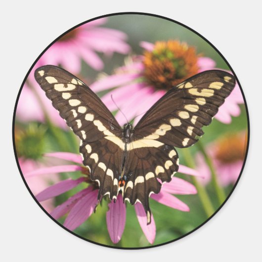 Giant Swallowtail Ronde Sticker (Voorkant)