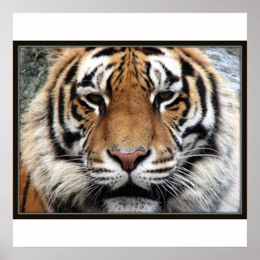 Giant Tiger Print (Voorkant)
