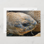 GIANT TORTOISE BRIEFKAART (Voorkant / Achterkant)