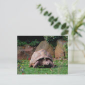 Giant Tortoise Briefkaart (Staand voorkant)